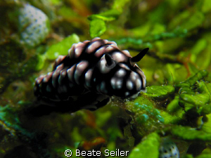 Nudi on halameda , taken at Wakatobi with Canon S70 and U... by Beate Seiler 